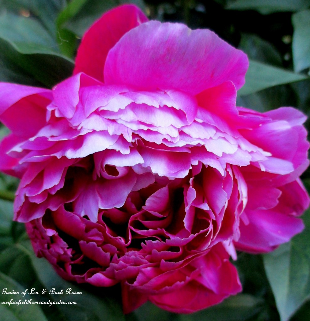 Peony from a friend ~ the best cultivar! https://lolajack-global.jp.net/garden-walk-june-1st/