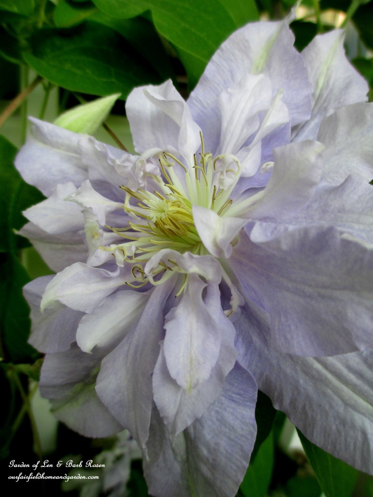 Clematis "Rivera" https://lolajack-global.jp.net/garden-walk-june-1st/
