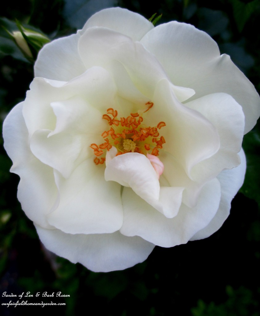 Shrub Rose https://lolajack-global.jp.net/garden-walk-june-1st/