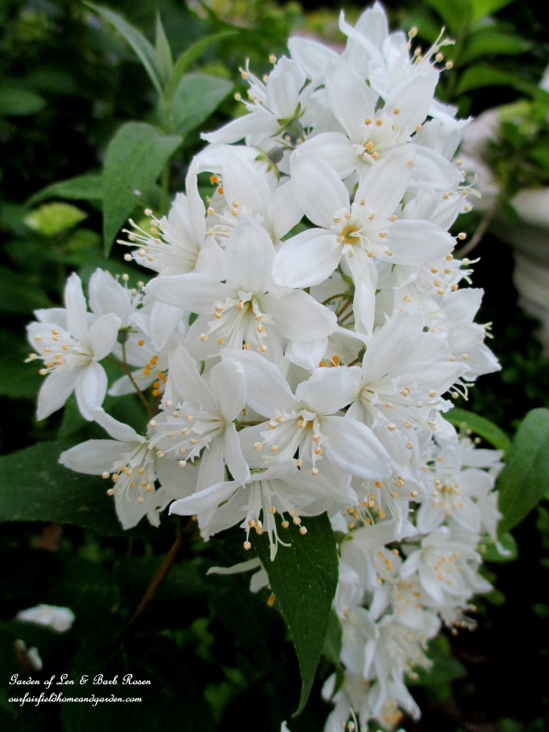 Deutzia Shrub Blooming https://lolajack-global.jp.net/garden-walk-june-1st/