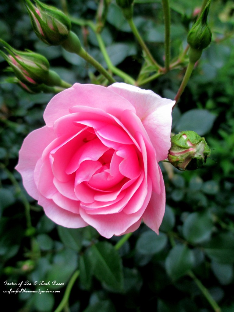 Fairy Rose https://lolajack-global.jp.net/garden-walk-june-1st/