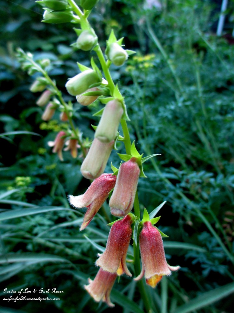 Native Foxglove https://lolajack-global.jp.net/garden-walk-june-1st/