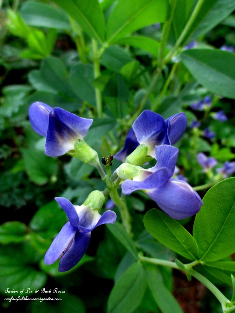Baptisia https://lolajack-global.jp.net/garden-walk-june-1st/