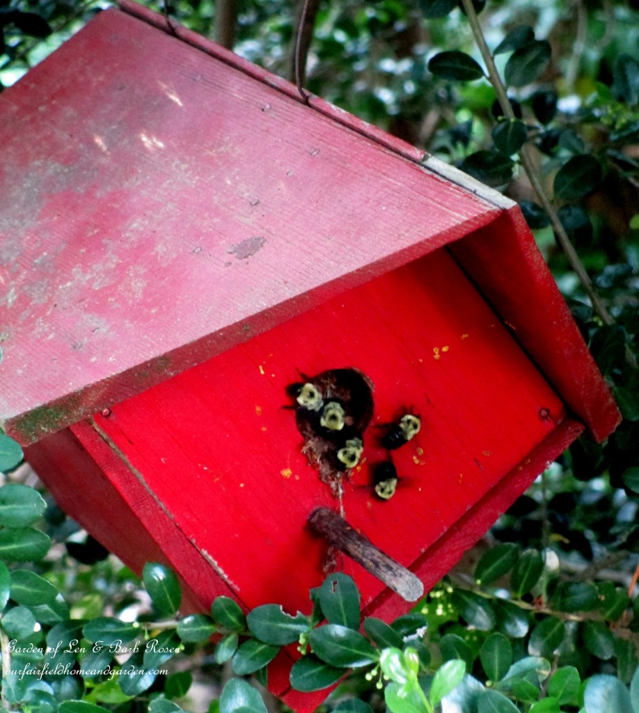 Bumble bee Hotel https://lolajack-global.jp.net/garden-walk-june-1st/