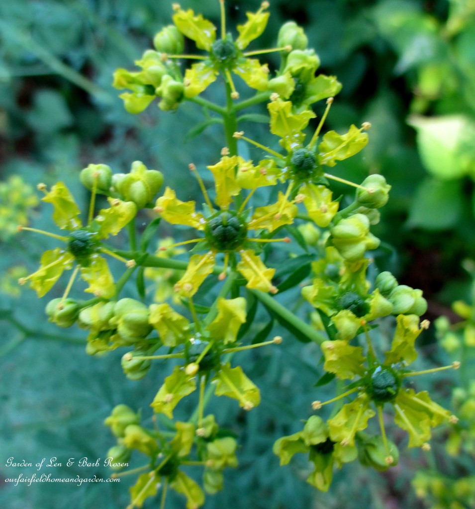 Rue ~ herb with bluish leaves https://lolajack-global.jp.net/garden-walk-june-1st/