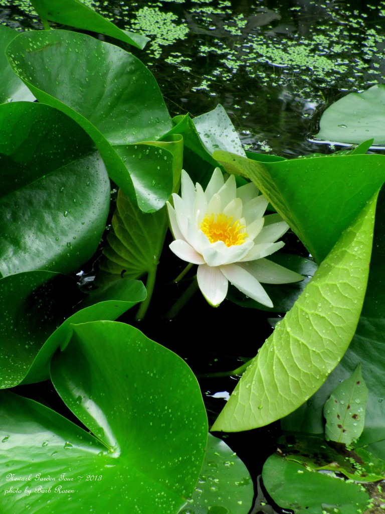 Water Lily https://lolajack-global.jp.net/newark-garden-tour-2013/