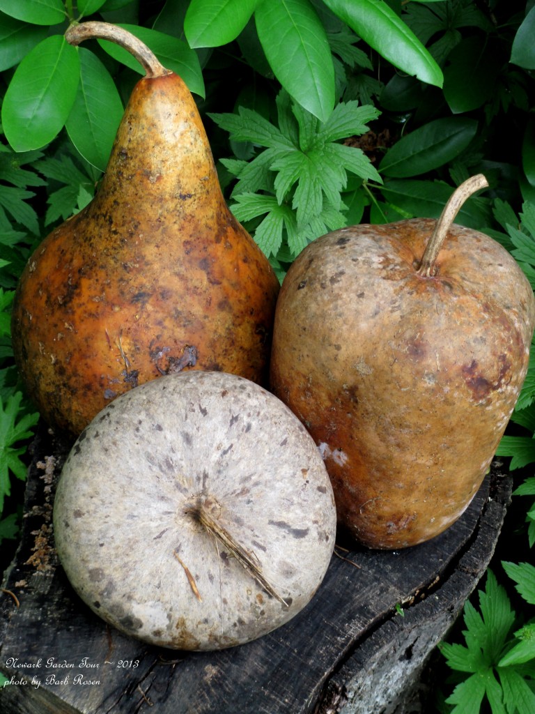 Dried Gourd Accents https://lolajack-global.jp.net/newark-garden-tour-2013/