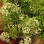 Queen Anne's Lace https://lolajack-global.jp.net/diy-project-country-flower-basket/
