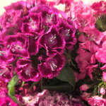Sweet William https://lolajack-global.jp.net/diy-project-country-flower-basket/