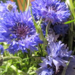 Cornflower https://lolajack-global.jp.net/diy-project-country-flower-basket/