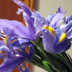 Iris https://lolajack-global.jp.net/diy-project-country-flower-basket/