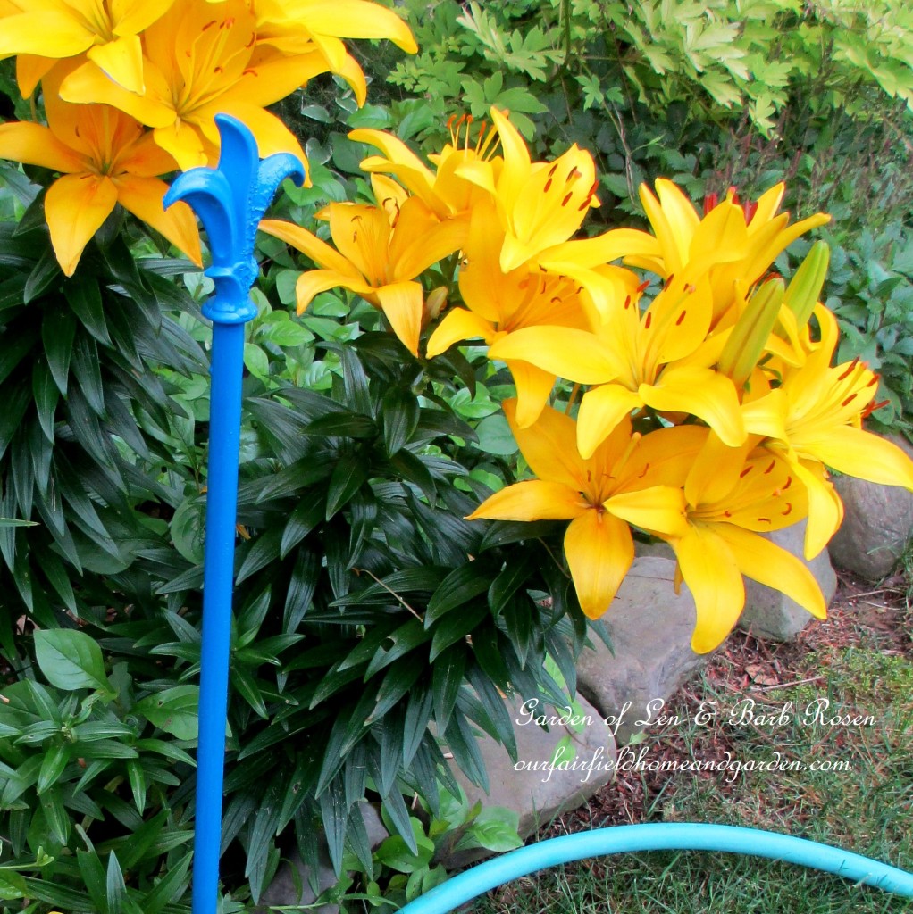 curtain rods become hose guards https://lolajack-global.jp.net/diy-project-hose-guides-from-curtain-rods/