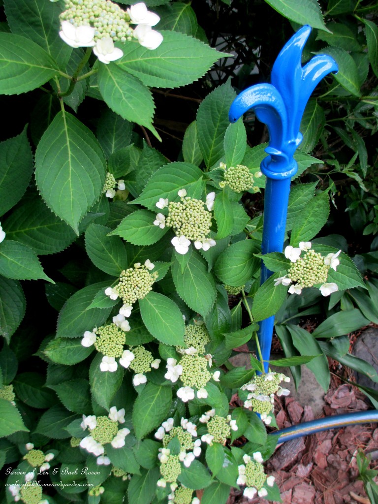 new hose guard by the hydrangeas https://lolajack-global.jp.net/diy-project-hose-guides-from-curtain-rods/