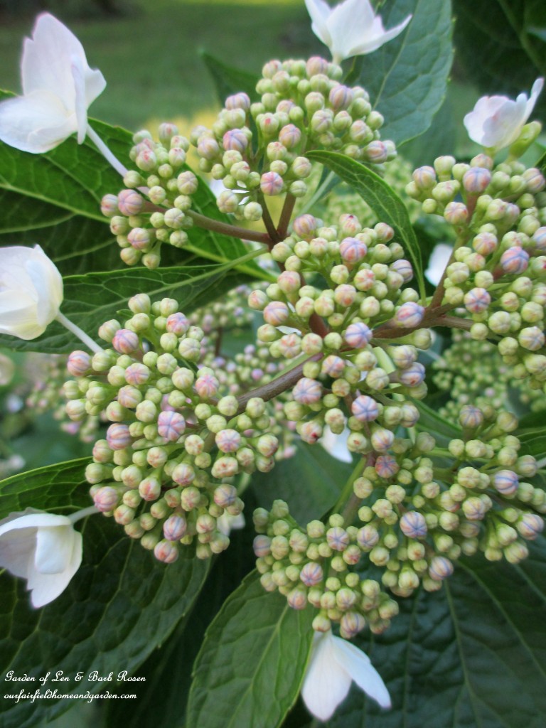 Lace-Cap Hydrangea ready to open https://lolajack-global.jp.net/garden-walk-july-1st/