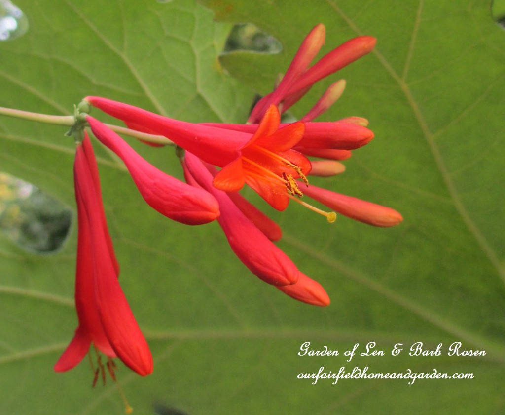 Lonicera vine blooms https://lolajack-global.jp.net/garden-walk-july-1st/