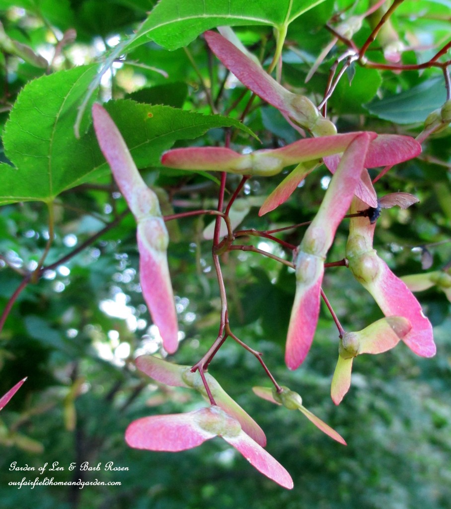 Maple Wings https://lolajack-global.jp.net/garden-walk-july-1st/