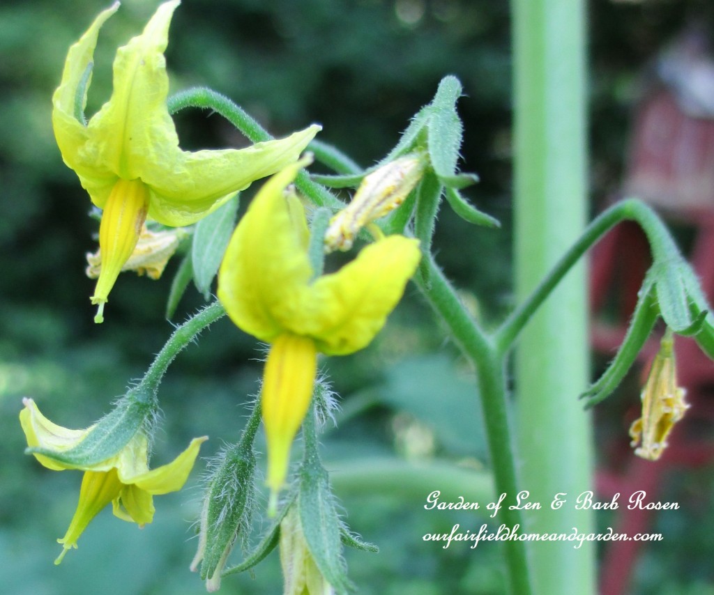 Cherry Tomato Flowers https://lolajack-global.jp.net/garden-walk-july-1st/