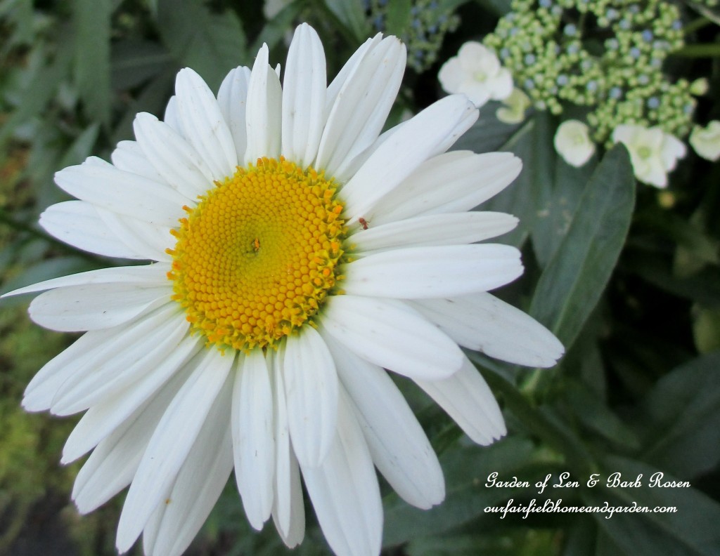 Shasta Daisy "Becky" https://lolajack-global.jp.net/garden-walk-july-1st/