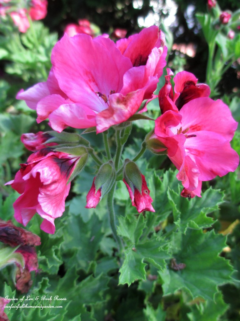 Geranium "Martha Washington" https://lolajack-global.jp.net/garden-walk-july-1st/