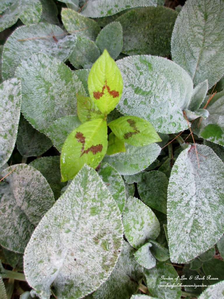 Persicaria in the Lamb's Ear https://lolajack-global.jp.net/garden-walk-july-1st/