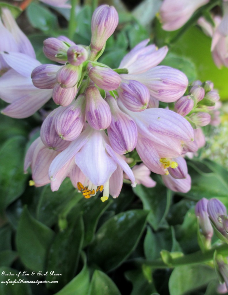 new hosta addition "Little Mouse Ears" https://lolajack-global.jp.net/garden-walk-july-1st/