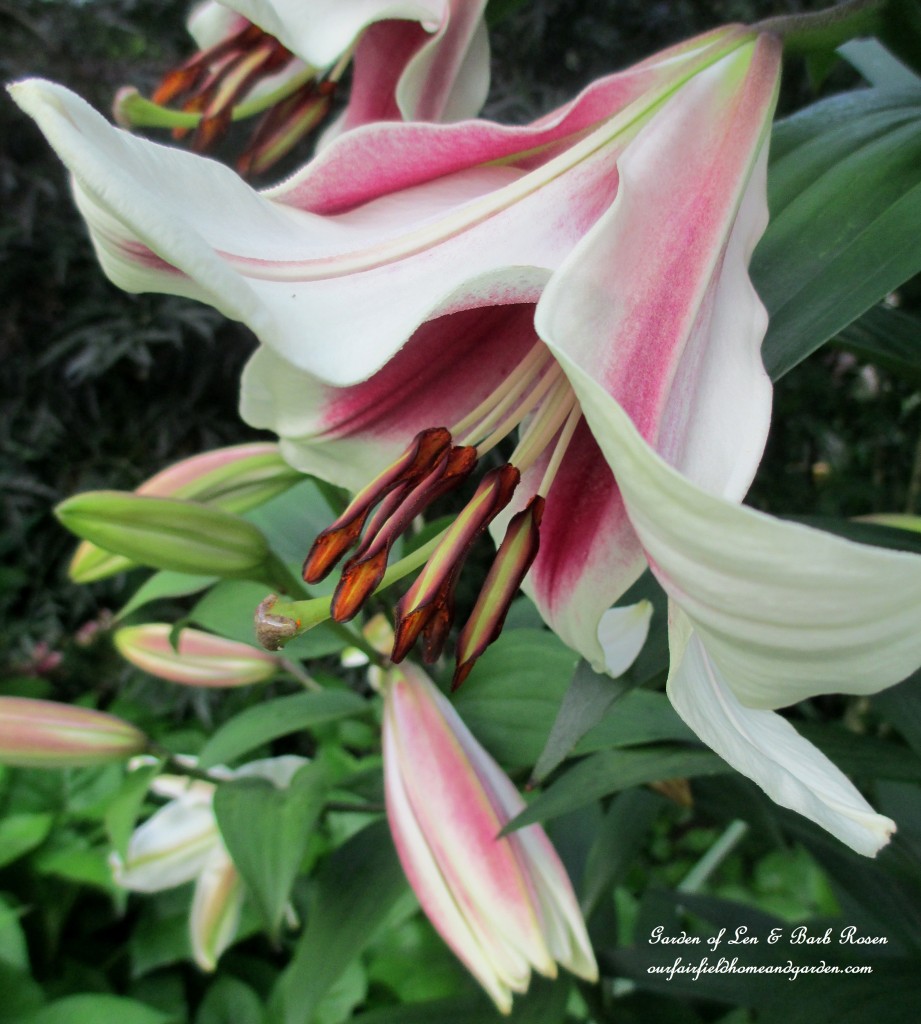 Orienpet "Friso" Lilies https://lolajack-global.jp.net/garden-walk-july-1st/