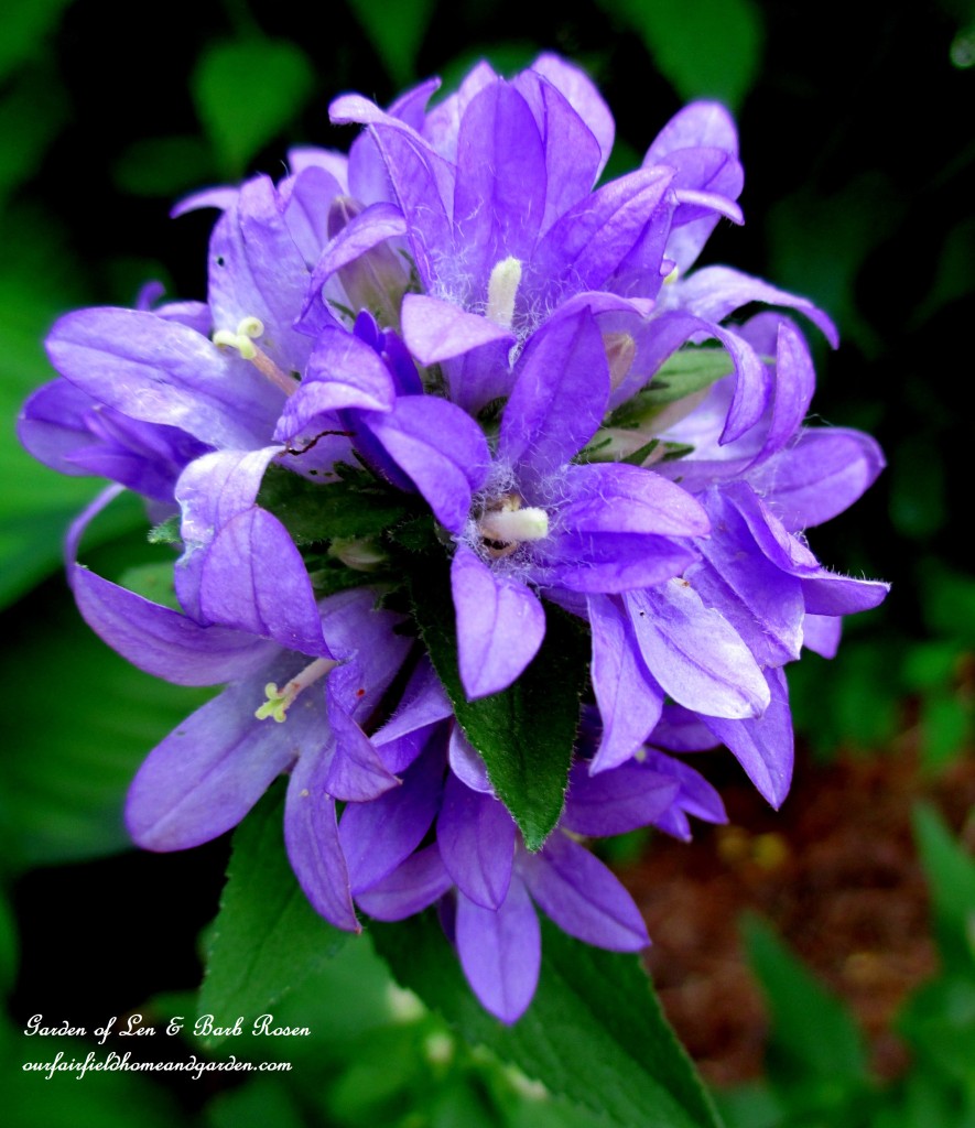 Campanula Glomerata https://lolajack-global.jp.net/garden-walk-july-1st/