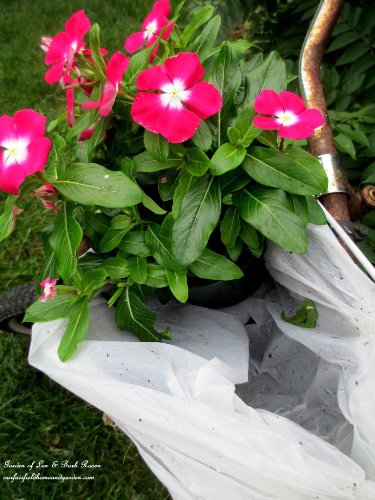 Line the baskets with plastic grocery bags to hold moisture in for the plantings. Tuck in the plants of your choice. https://lolajack-global.jp.net/diy-project-my-bicycle-planter/