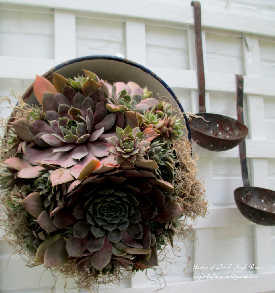 succulent planted in a colander