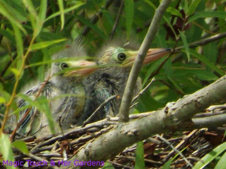 Fuzzy Babies ~ Magic Touch & Her Gardens