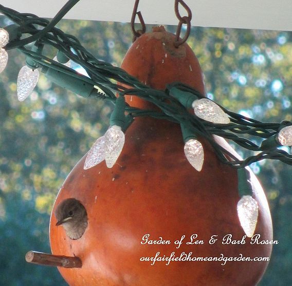 Birds In Our Garden ~ Our Fairfield Home and Garden
