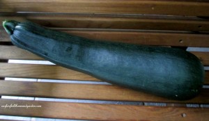The Giant Zucchini https://lolajack-global.jp.net/the-giant-zucchini-dilemma/