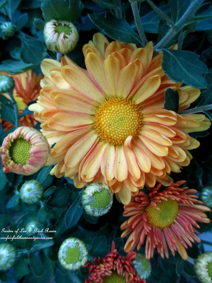 Fall Mums https://lolajack-global.jp.net/garden-walk-early-fall-garden/