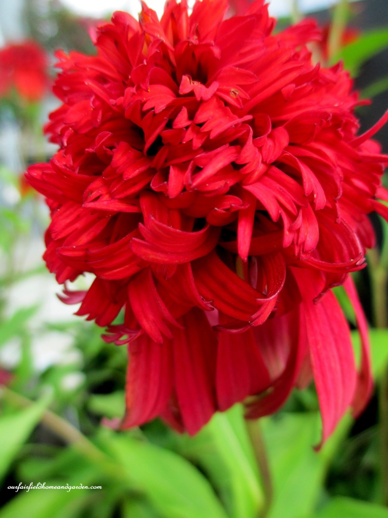 Rudbeckia "Hot Papaya"