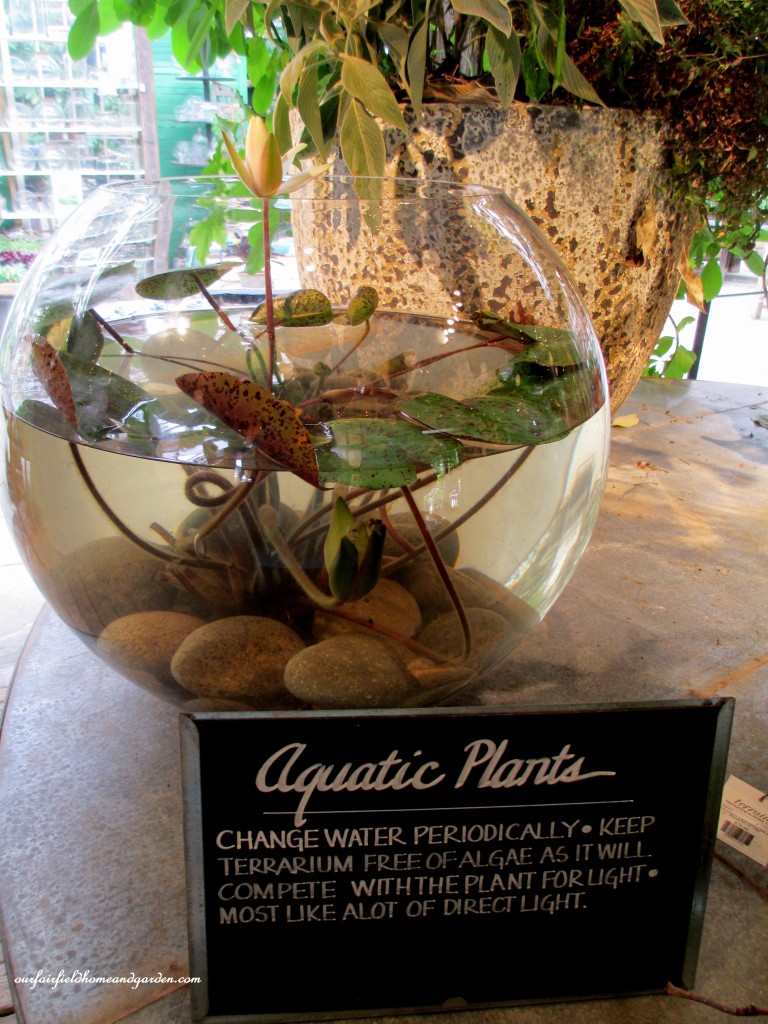 aquatic plant terrarium