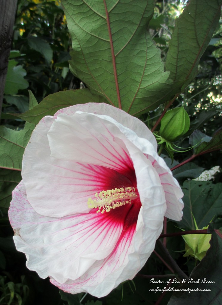 perennial Hibiscus https://lolajack-global.jp.net/garden-walk-early-fall-garden/