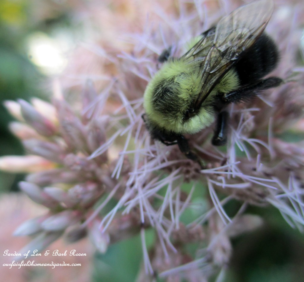 Joe Pye Weed ~ loved by the bees https://lolajack-global.jp.net/garden-walk-early-fall-garden/