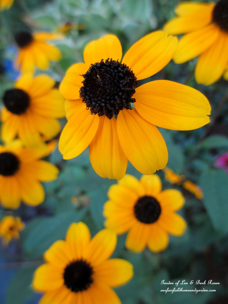 Rudbeckia Trilobia https://lolajack-global.jp.net/garden-walk-early-fall-garden/