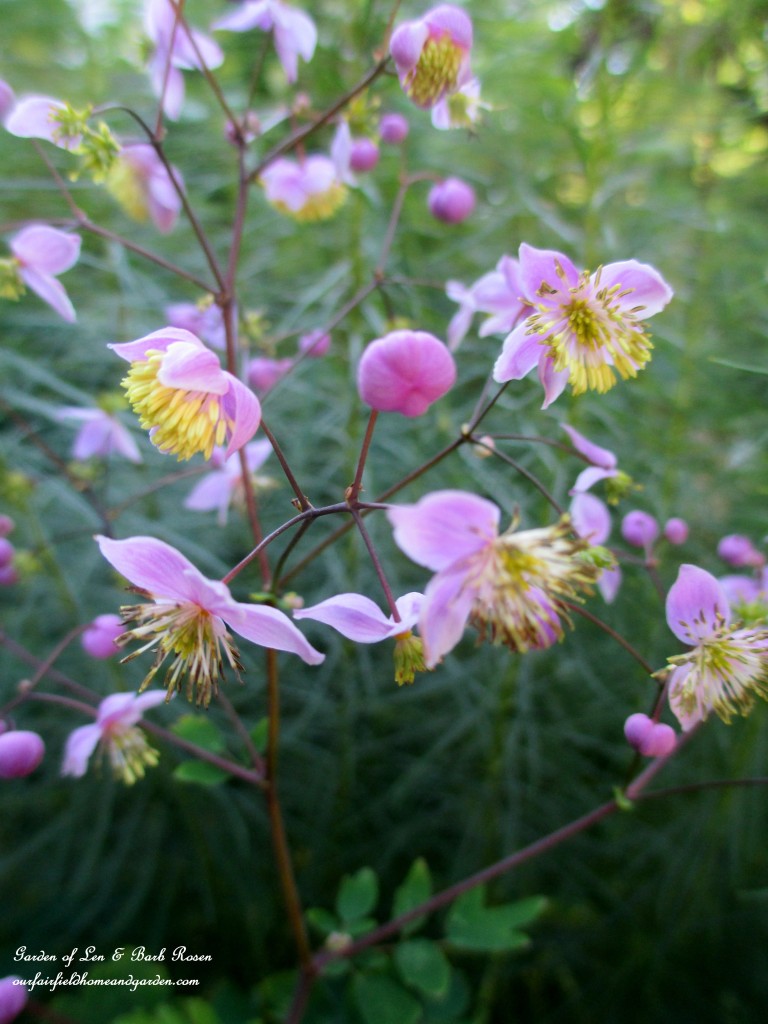 Meadow Rue blooms https://lolajack-global.jp.net/garden-walk-early-fall-garden/