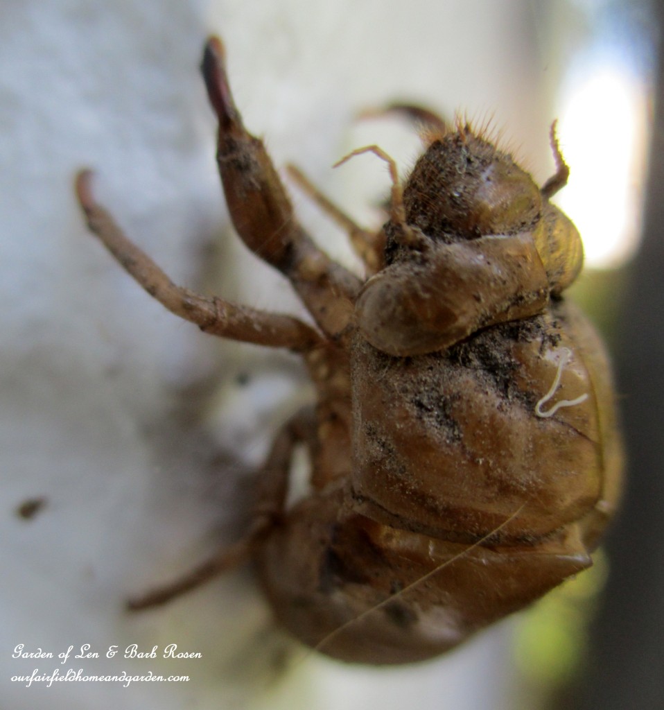 Cicada Husk https://lolajack-global.jp.net/garden-walk-early-fall-garden/