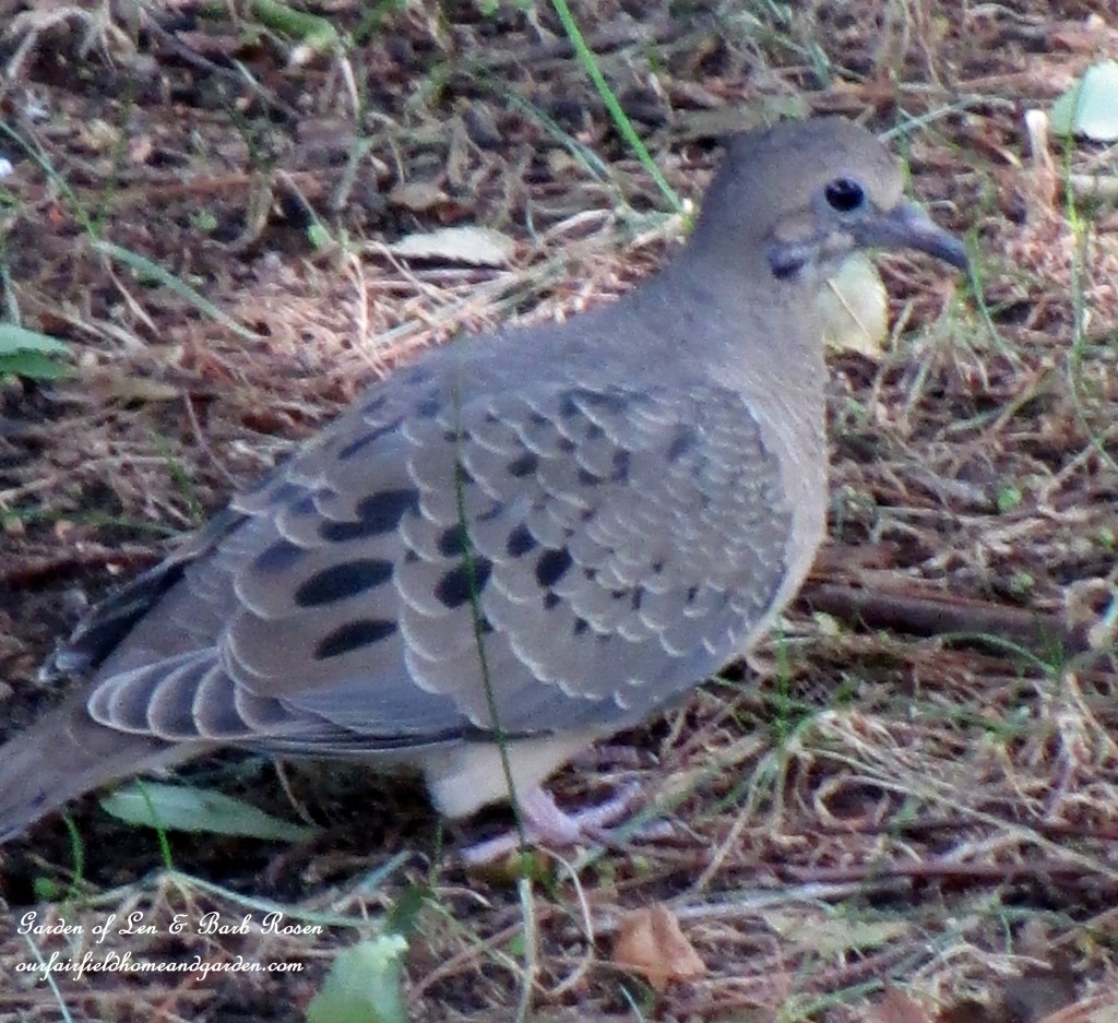 Mourning Dove https://lolajack-global.jp.net/garden-walk-early-fall-garden/