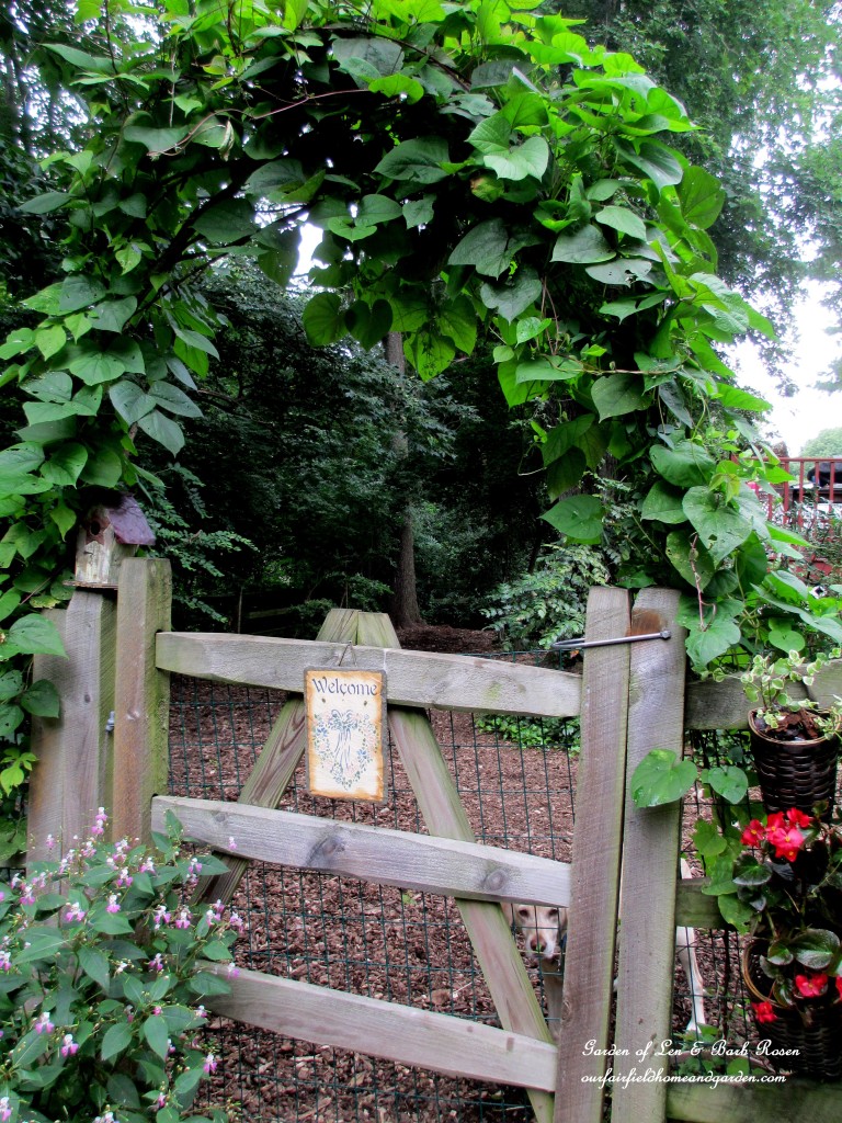 Hyacinth and moonflower vines trained over the branch arbor (year two). 