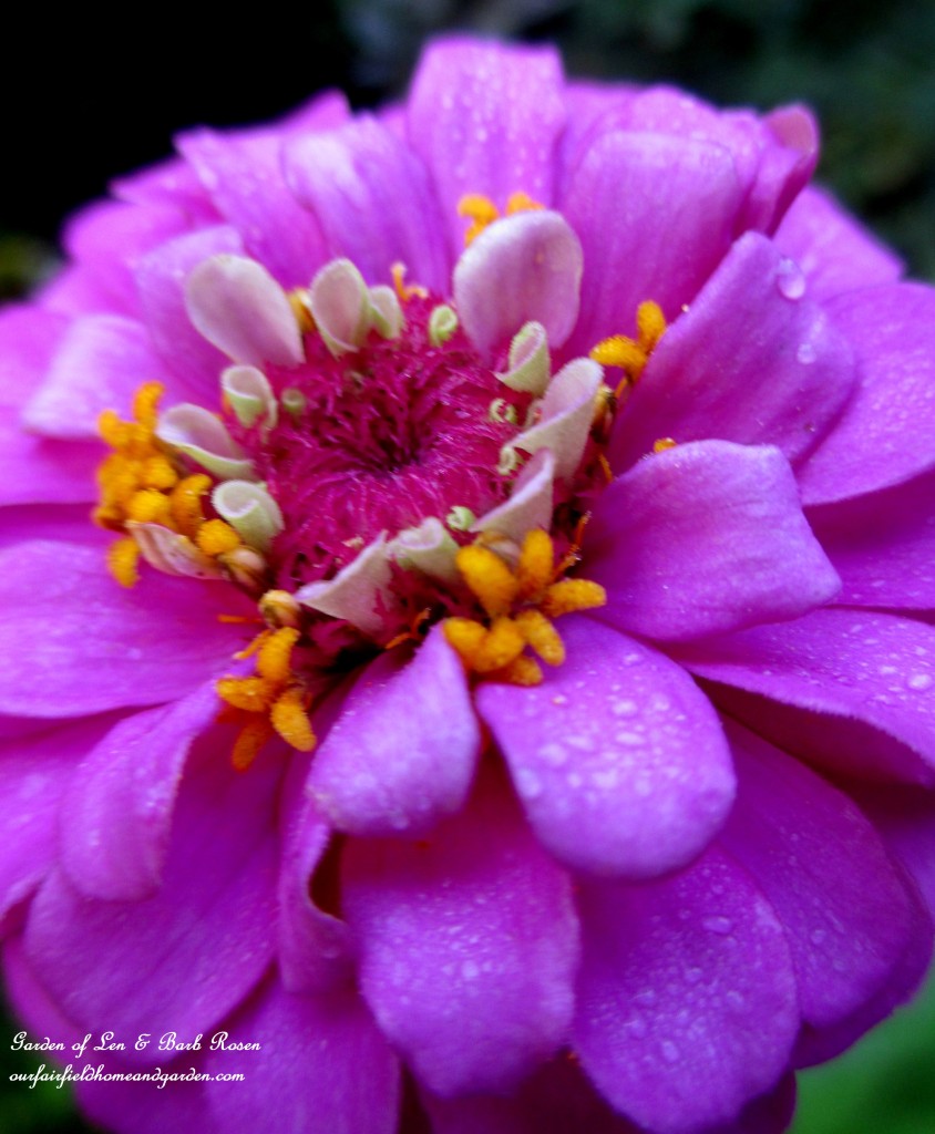 Purple Zinnia https://lolajack-global.jp.net/garden-walk-early-fall-garden/