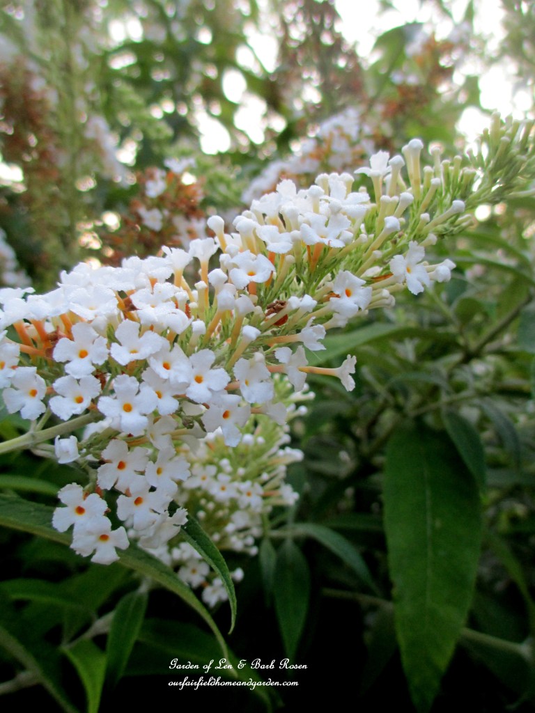 White Butterfly Bush https://lolajack-global.jp.net/garden-walk-early-fall-garden/