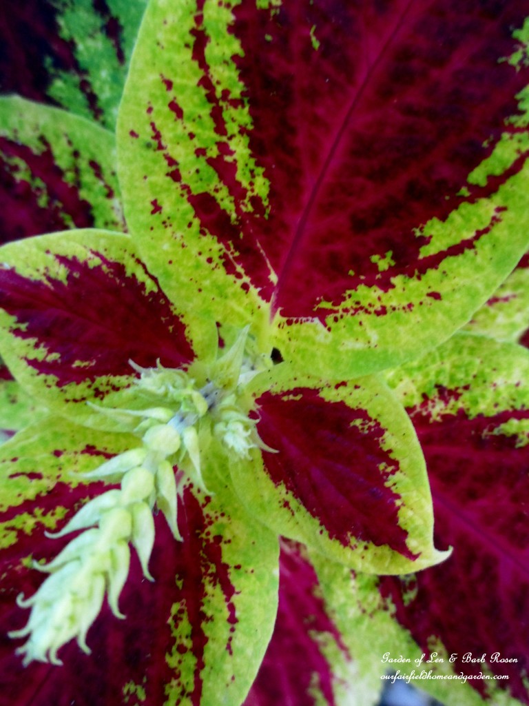 Coleus https://lolajack-global.jp.net/garden-walk-early-fall-garden/