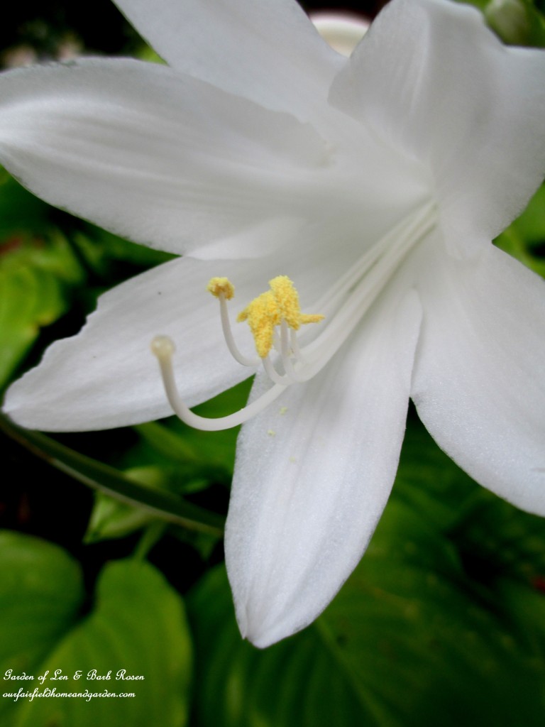 August Lilies (hosta) https://lolajack-global.jp.net/garden-walk-early-fall-garden/