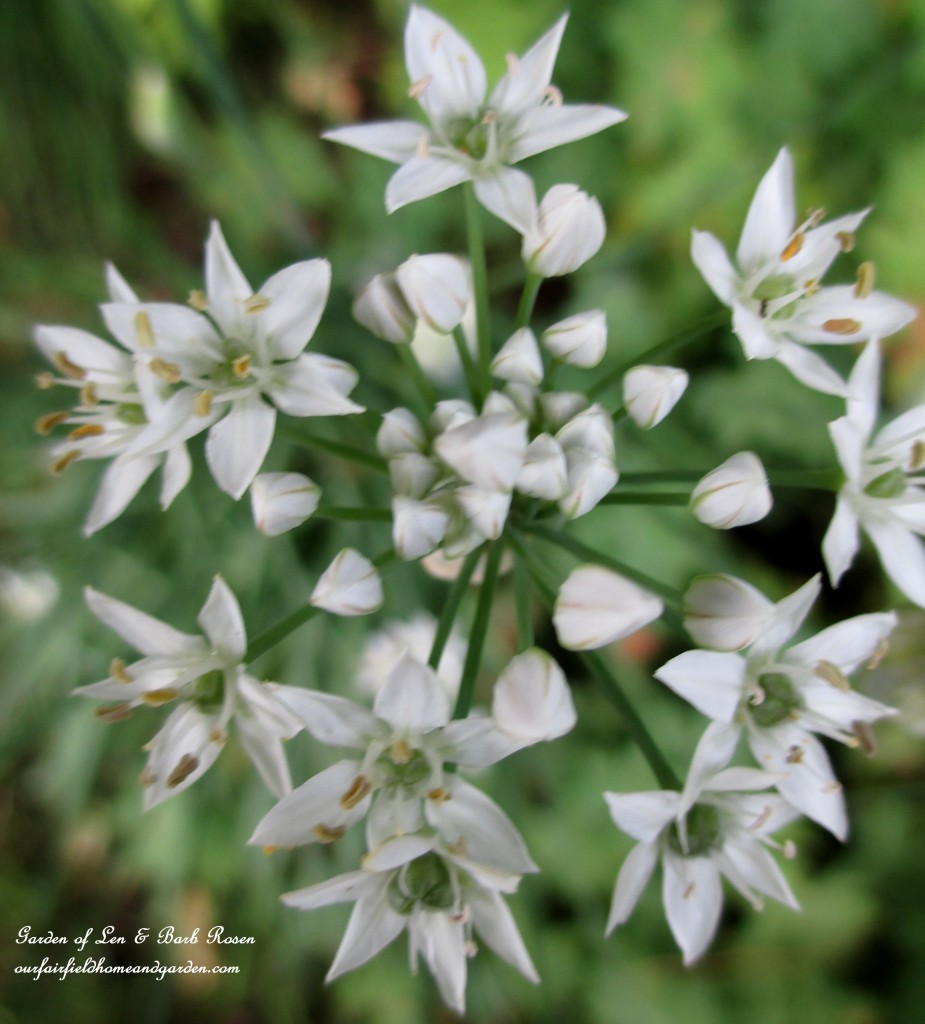 Fall Allium Opening https://lolajack-global.jp.net/garden-walk-early-fall-garden/