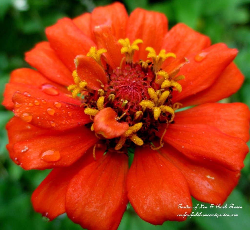 Zinnia Bloom https://lolajack-global.jp.net/garden-walk-early-fall-garden/