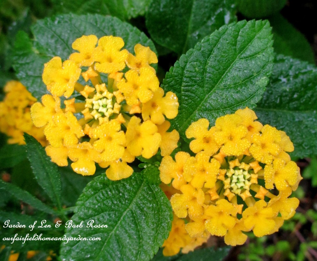 Lantana https://lolajack-global.jp.net/garden-walk-early-fall-garden/