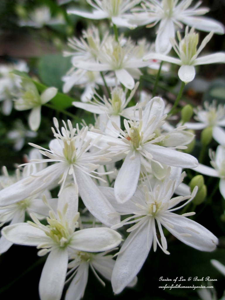 Sweet Autumn Clematis https://lolajack-global.jp.net/garden-walk-early-fall-garden/